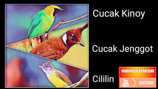 Download lagu Masteran WAJIB Andalan Kicaumania. Suara Cucak Kinoy, Cucak Jenggot, Cililin mp3