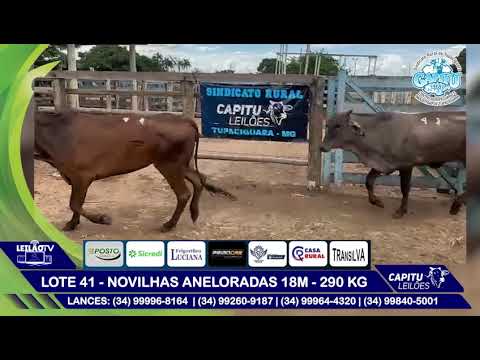 LOTE 41   NOVILHAS ANELORADAS 18M   290 KG - 8º LEILÃO CAPITU LEILÕES - TUPACIGUARA MG