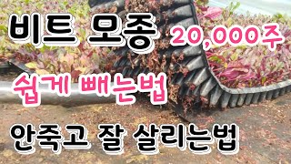 비트 재배법 비트모종 쉽게 빼는법 꼭 한번보고 따라 하세요
