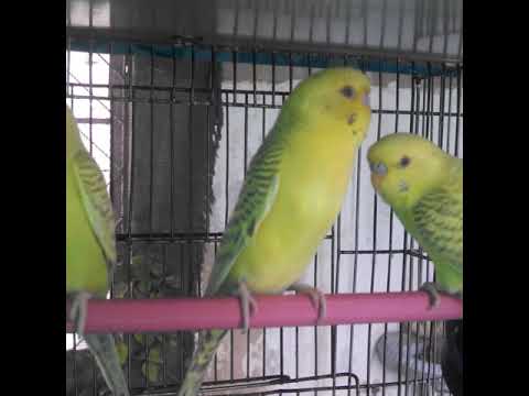Adeeba birds farm & pets