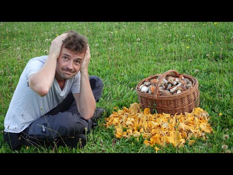 MUSHROOM CROP DISASTER