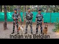 Obedience of Dog , Belgian Malinois v/s Indian Breed