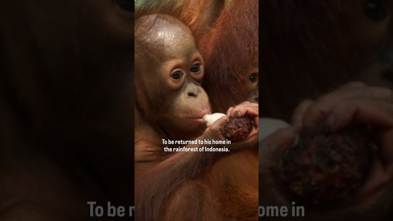 🌳🦧 Rescued from the illegal pet trade, this young #orangutan is now on a path to rehabilitation.