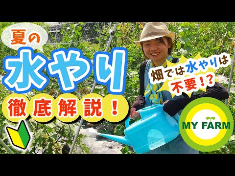 発芽後の水やりの頻度とやり方は？  庭園