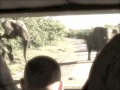 Scatterlings Of Africa