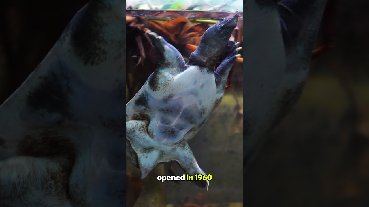 YouTube Short thumbnail