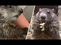 Woman saves lives of baby groundhogs. Now they won't stop eating.