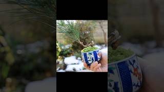 黒松の湯吞みミニ盆栽 正月飾り #bonsai