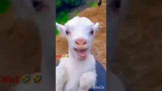 Download lagu Memna kid funny 😂 ||short || बकरी का बच्चा funny shorts video #youtubeshorts #cats  #trendingshorts mp3