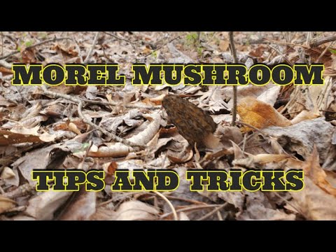 Morel Mushroom tips and tricks 2022 #morelhunting #drylandfish