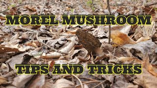 Morel Mushroom tips and tricks 2022 #morelhunting #drylandfish