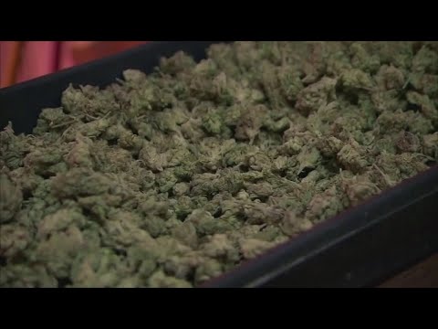 NJ Newton Marijuana Latest
