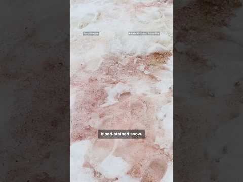‘Bloody’ snow? That’s just algae