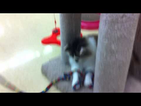 Kelly Kalai Loves to Play - With String!