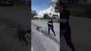 Video preview image #1 Mutt Puppy For Sale in Pompano Beach , FL, USA