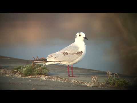 ズグロカモメ（2）冬鳥（習志野市と与那国町） - Saunders's Gull - Wild Bird - 野鳥 動画図鑑
