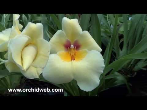 OrchidWeb - Miltoniopsis Andrea West