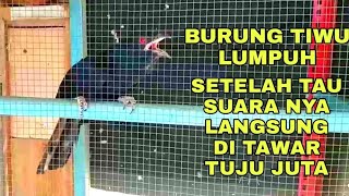 Download lagu SUARA BURUNG TUWU BIRAHI SUPER GACOR mp3 Download lagu SUARA BURUNG TUWU BIRAHI SUPER GACOR mp3