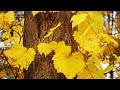 Autumn Melancholy - Nostalgia - New Age HD ...