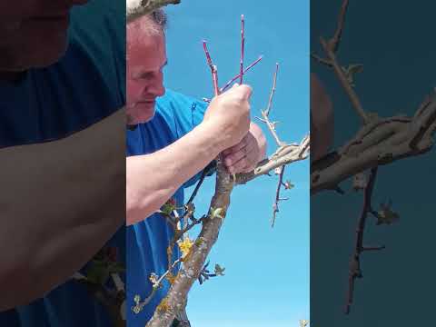 como Injertar pua primavera manzano con manzano 🌿🌱🌳🌲🍎🍏
