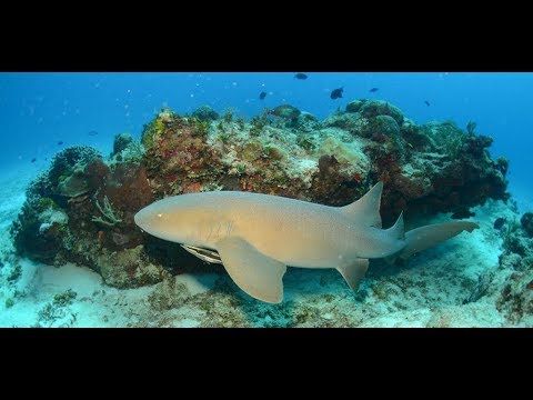 Amazing Scuba diving over Cozumel reef in Mexico  (Nov 2017)