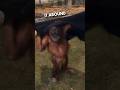 Orangutan’s are just humans who don’t pay tax 😂❤️ #shorts
