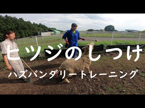 獣医学科 ヒツジのしつけ【受診動作訓練（ハズバンダリー トレーニング）】