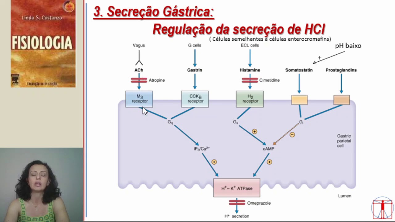 Gastrintestinal - Secreções