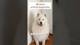 Meet Goona, our babysitter. #dogandbaby #samoyed #サモエド #fyp #shorts