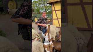 Hilarious Farm Animals