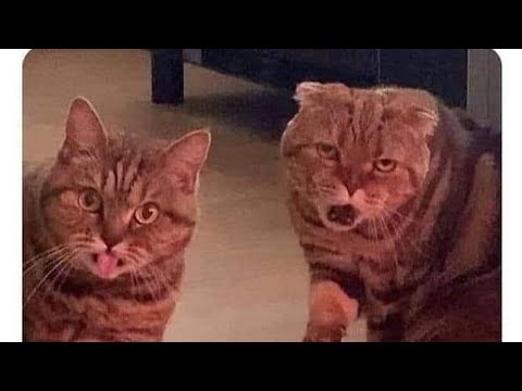 funny cats # sohni cats # billi
