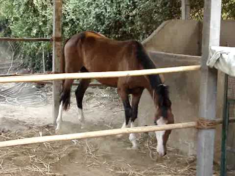 download lagu mp3 mp4 Expressing Pleasure, download lagu Expressing Pleasure gratis, unduh video klip Expressing Pleasure