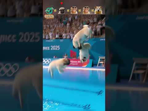 Peacock vs Quokka Diving Showdown?! Pugs & Monkey Rivalry Battle! | Animal Olympics Diving Event