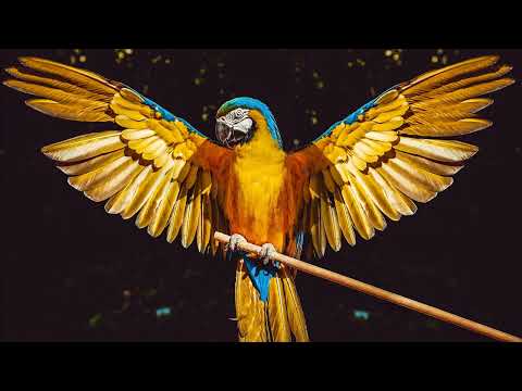 Calypso Happy Music ~ Relaxing Summer Music Instrumental