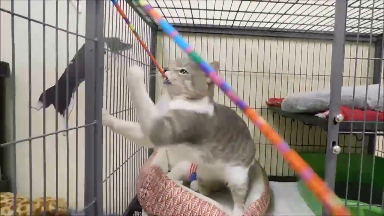 Enlarge VAN GOGH, a ADOPTABLE Domestic Short Hair in Ironwood, MI video 2/2