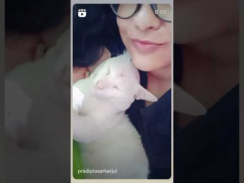 Paws love ❤️.@ viral @ shorts @ reels @views