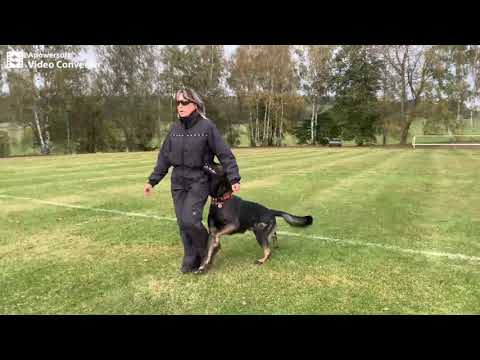 Airick Wiki Isabela - Obedience 22 months