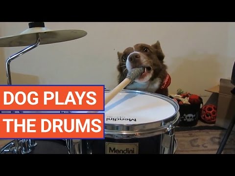 Dog Plays The Drums Video 2017 | Daily Heart Beat