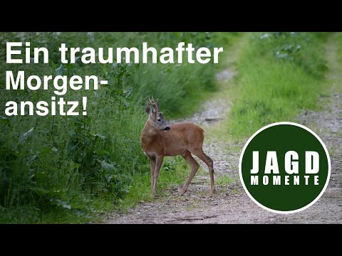 Buck dead! A dreamy morning stand | Hunting Moments 2023