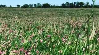 Крым Авито Купить Семена Эспарцета