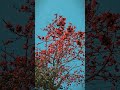 Spring In Village Burdwan Cinematic Spring Status Bosonto Bosontoesegeche