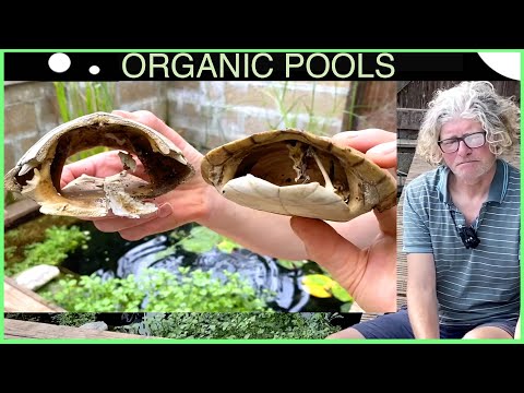 Greenhouse Pool Trilogy 3 - two dead turtles