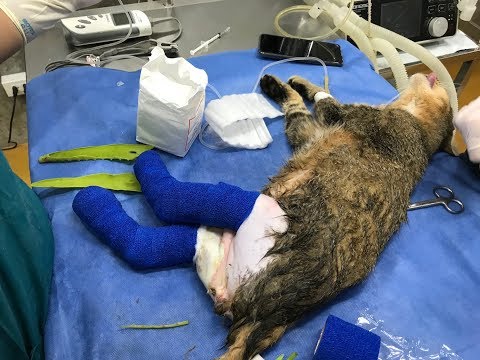 Help Lucky the cat recover from severe hot oil burns - YouTube