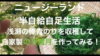 ニュージーランド半自給自足生活 青のりの収穫と自家製のり満月