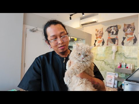 Selkirk Rex Suki (Kumi's Sister)🧡