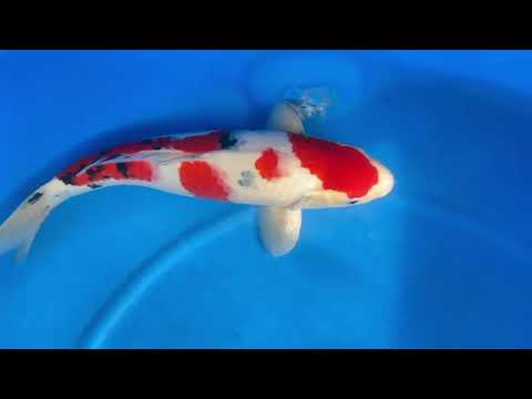 JKS-AC 04 Sakazume HQ Sansai F Tsubo Sumi Sanke 54 cm