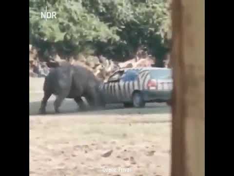 スレッドからの画像