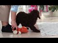 Cockapoo dogs for sale: Finn - Video 1
