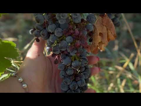 Cogitare Website Background