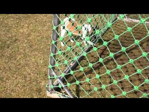 Fox terriers are not the smartest dogs